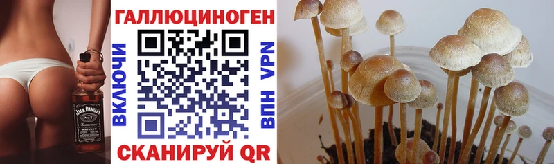 blacksprut как войти  Кириши  Галлюциногенные грибы прущие грибы 